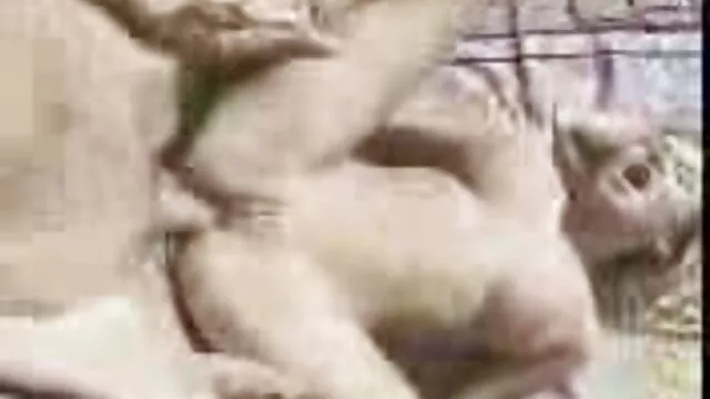 BRAZZERS Slutty Tiffany يرش الضيوف في حفلة اجمل افلام سكس اسرائيلي Potluck